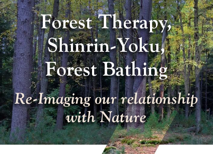 Nature and Forest Therapy - Looking Deeper